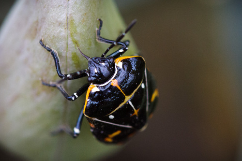 iNaturalist observation photo of Harlequin Bug