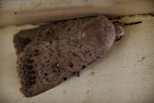 iNaturalist observation photo of Cutworm Moths and Allies