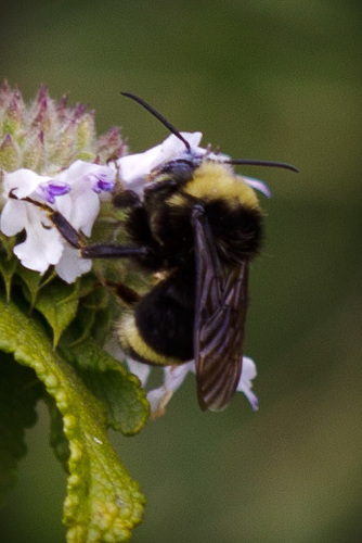 iNaturalist observation photo of Yellow-faced Bumble Bee