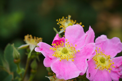 iNaturalist observation photo of California Wild Rose