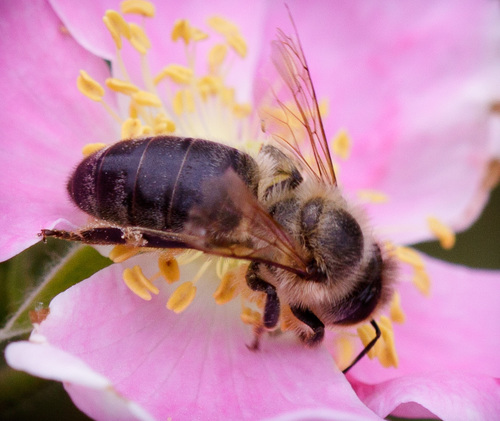 iNaturalist observation photo of Western Honey Bee