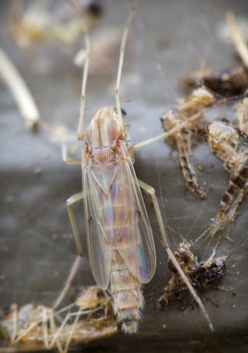 iNaturalist observation photo of Chironomus