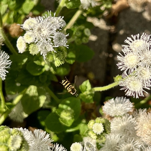 Unknown species found near Olbrich Botanical Gardens, Madison, WI, US