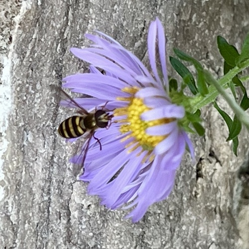 Unknown species found near Olbrich Botanical Gardens, Madison, WI, US