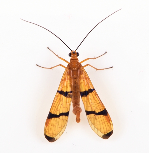 Panorpa auripennis