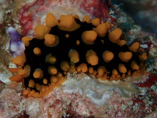 Phyllidia multituberculata — seen at this dive site