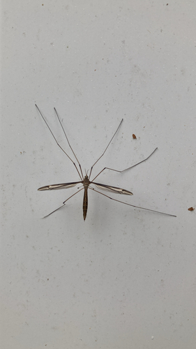 Unknown species found near S Glover Ave, Urbana, IL, US