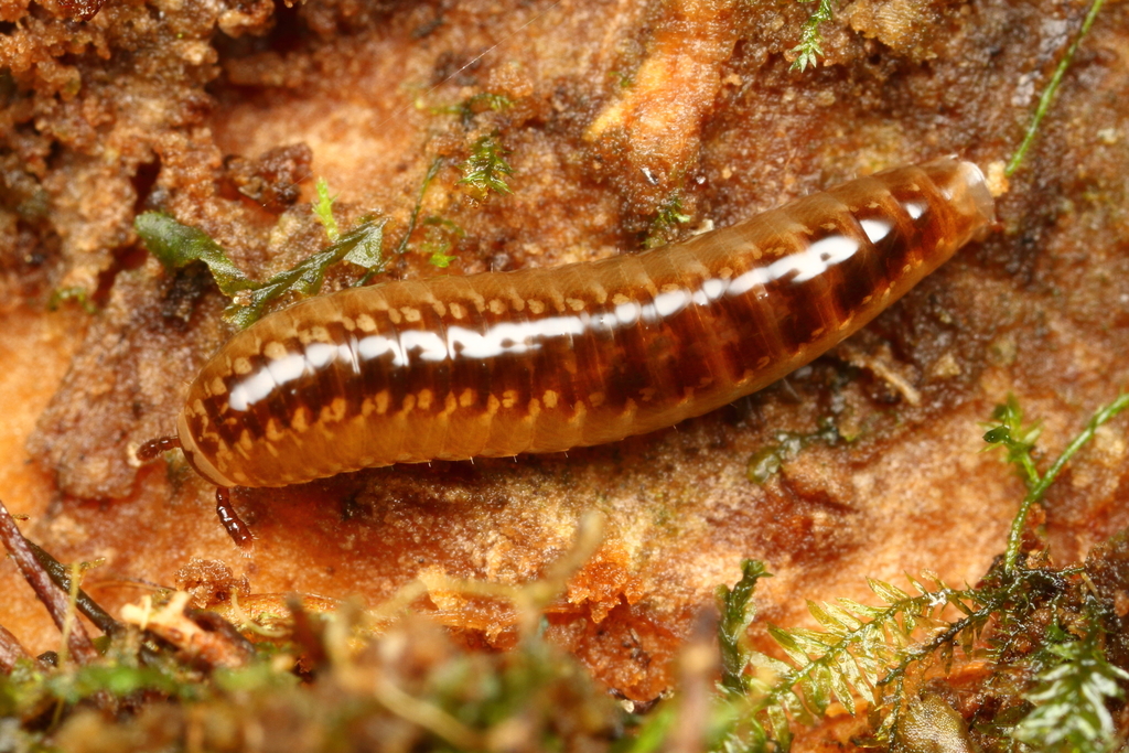Glomeridesmidae from Metropolitan District of Quito, Ecuador on January
