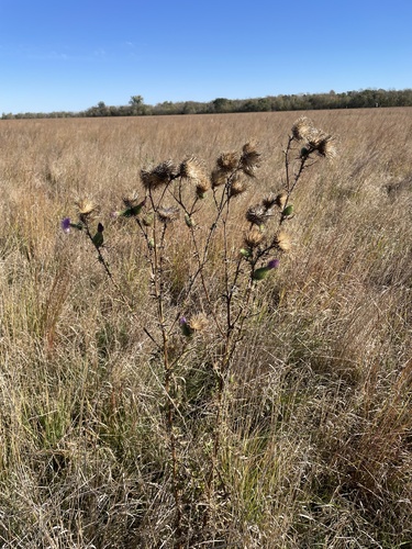 Bull Thistle