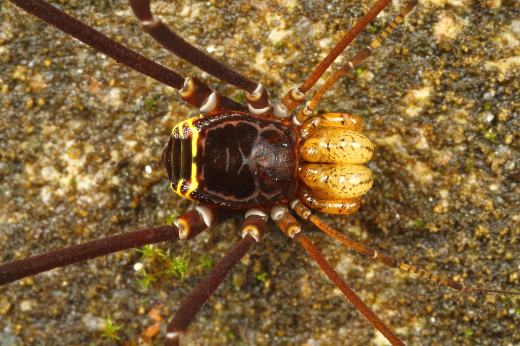 Superfamily Gonyleptoidea · iNaturalist