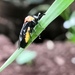 Pachylostictinae - Photo (c) Dimas Correia, כל הזכויות שמורות, הועלה על ידי Dimas Correia