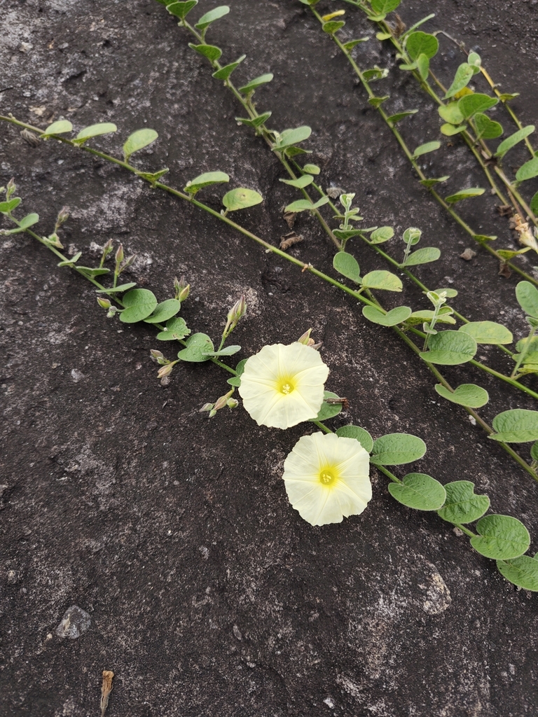Merremia thorelii (Merremia thorelii)