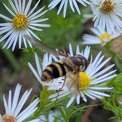 Unknown species found near Somersworth, NH, USA