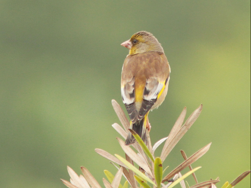 Oriental Greenfinch