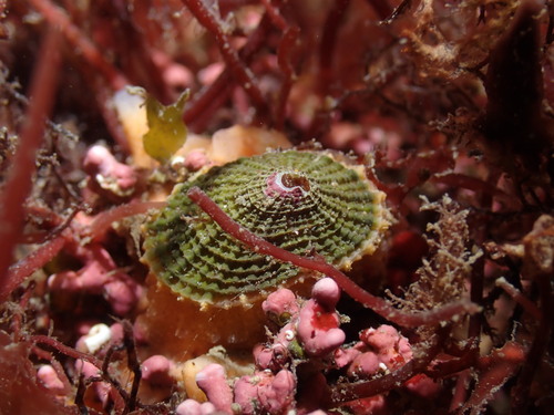 Diodora graeca (Linnaeus, 1758)