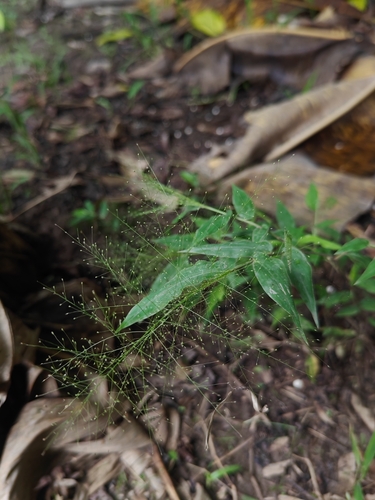 Thicket Panic Grass (Panicum trichanthum)