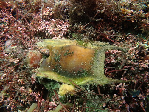 Raja clavata