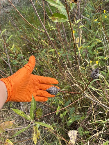 Unknown species found near Redwing View Park, Antioch, IL, US