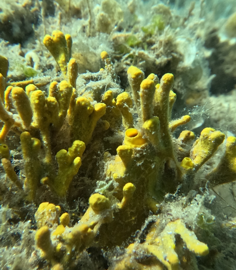 Yellow sponge