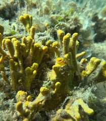 Yellow sponge
