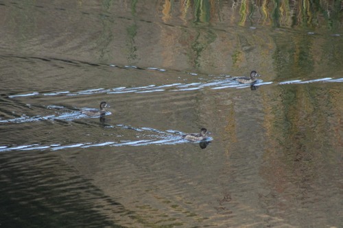 iNaturalist observation photo of Ring-necked Duck