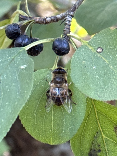 Unknown species found near Nashotah Park, Nashotah, WI, US