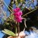 Epidendrum mesogastropodium - Photo (c) Elizabeth Imbaquingo, all rights reserved, uploaded by Elizabeth Imbaquingo