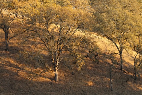 iNaturalist observation photo of blue oak