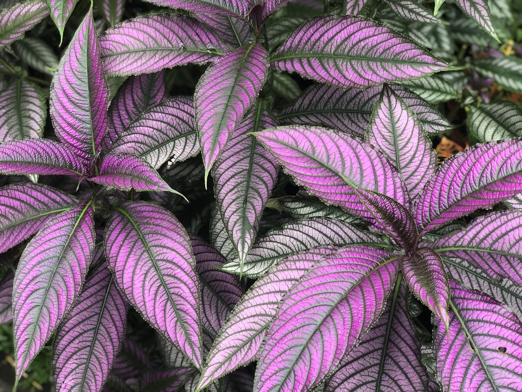 Strobilanthes auriculata (Strobilanthes auriculata)