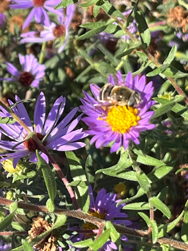 Unknown species found near Middlebury Pl, Madison, WI, US