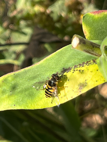 Unknown species found near Middlebury Pl, Madison, WI, US