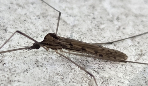 Unknown species found near Morristown, Tennessee, EE. UU.