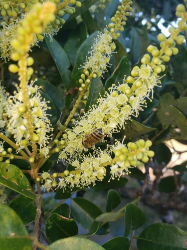 Crudia acuminata