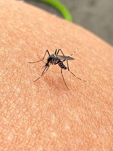 Unknown species found near Georgia, US