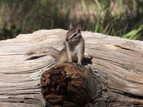 Gray-collared Chipmunk observed by anna22