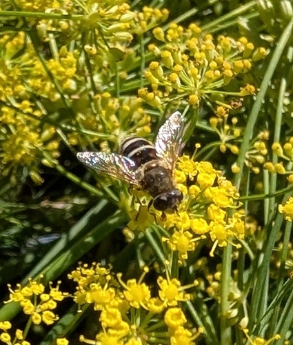 Unknown species found near Centennial Community Association, Gresham, OR, USA