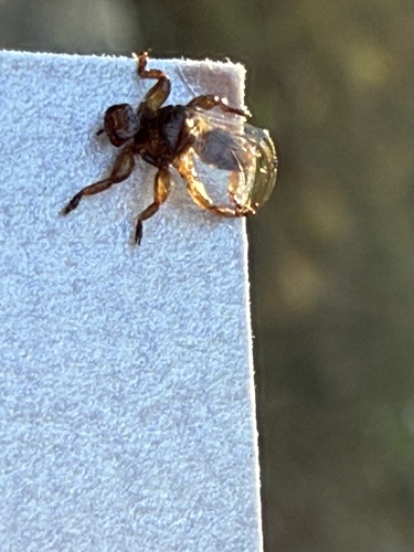 Unknown species found near Vashon Island, Vashon, WA, US