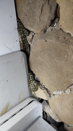 Coastal Carpet Python sighting