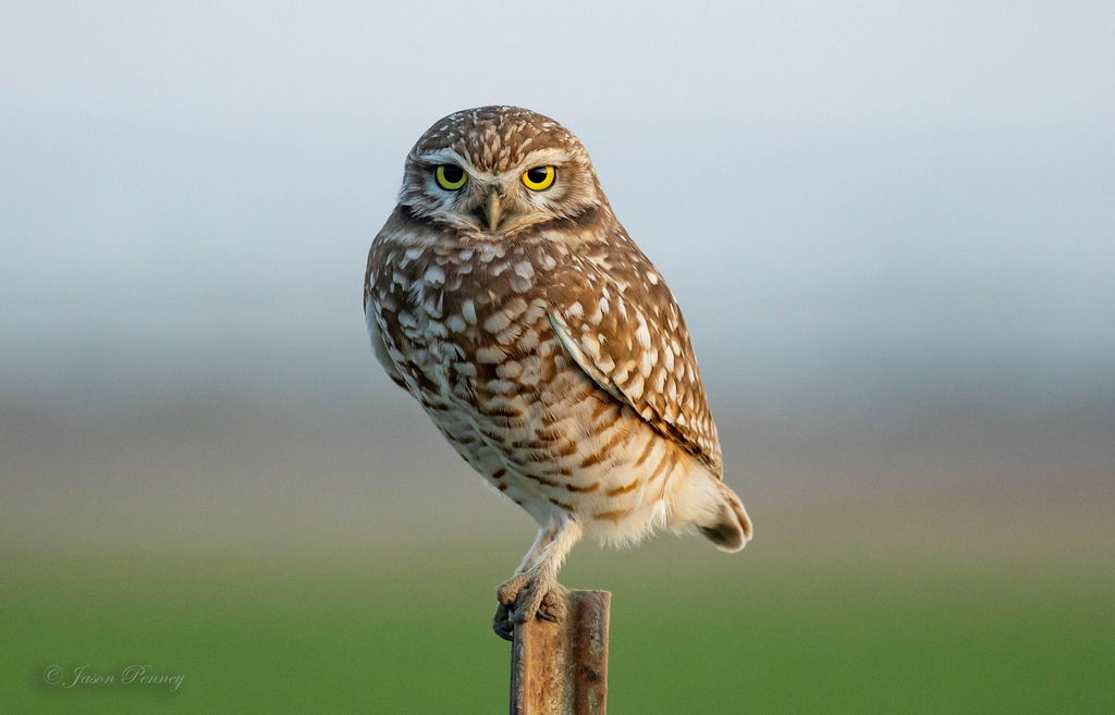 Burrowing Owl photo