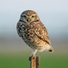 Burrowing Owl - Photo (c) Jason Penney, all rights reserved