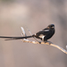 Magpie Shrike - Photo (c) ivanparr, all rights reserved, uploaded by ivanparr