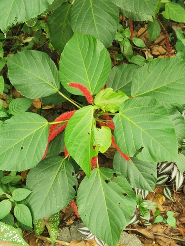 Chenille-plant