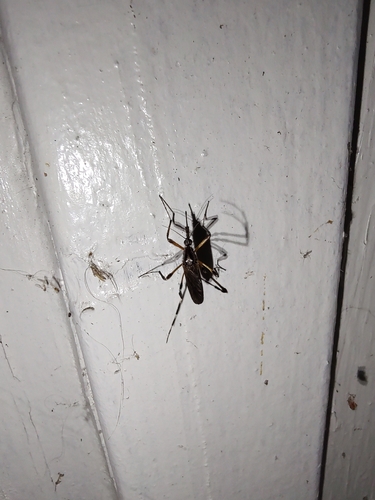 Unknown species found near Alabama, US