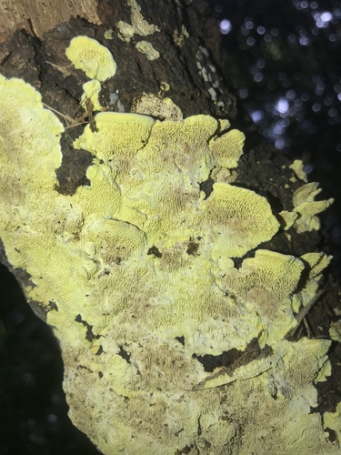 Flavodon flavus