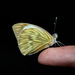 Great Southern White
