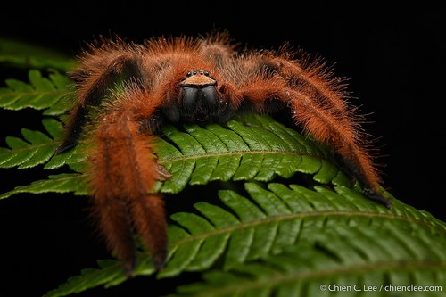 Lion Spider