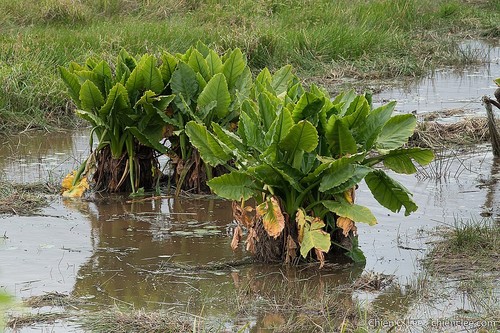 Water Banana