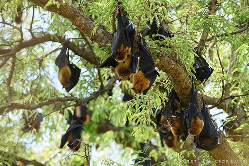 Madagascan Flying-fox