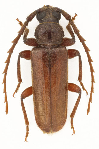 Pectoctenus