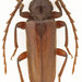 Pectoctenus bicolor - Photo (c) lucanus, todos los derechos reservados